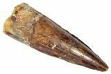 Fossil Spinosaurus Tooth - Real Dinosaur Tooth #346296-1